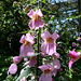 Pink hollyhocks