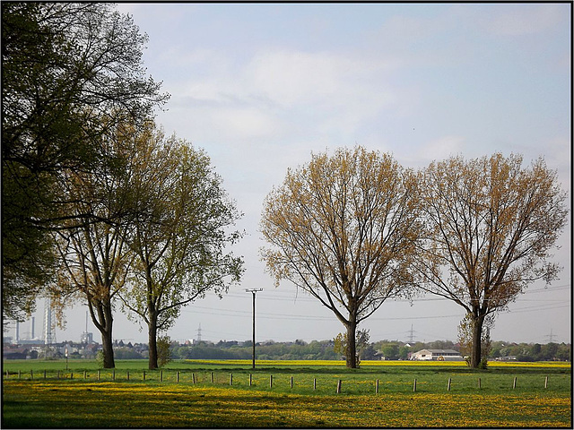 Zons, Rhein-Kreis Neuss 022