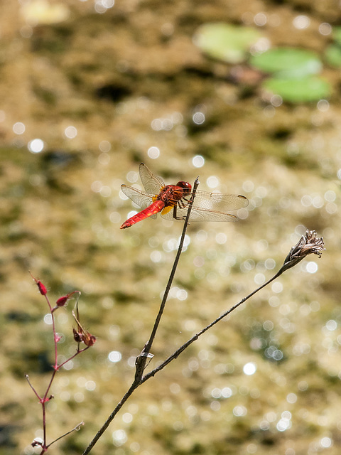 Crocothemis erythraea, Feuerlibelle - 2014-06-21-_DSC3514