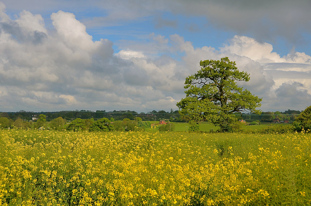 Brewood, Staffordshire