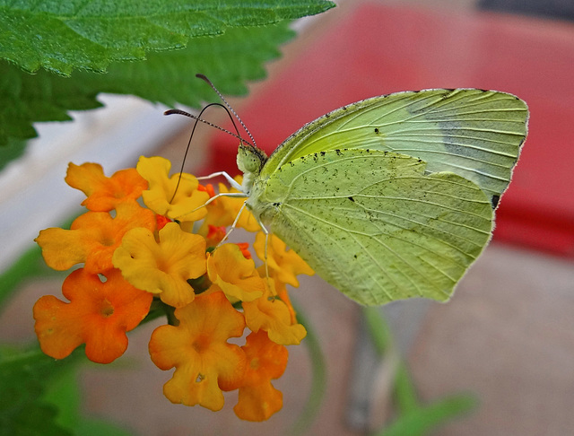 Eurema mexicana (Mexican Yellow Butterfly)