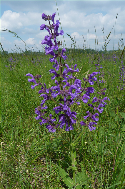 Wiesensalbei