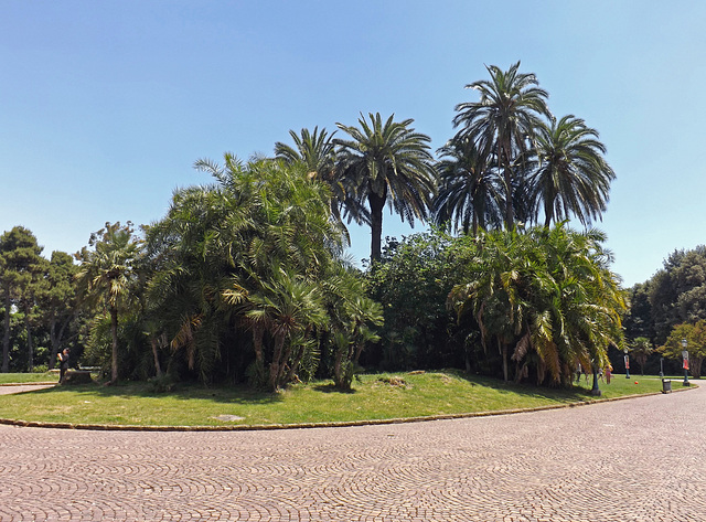 The Royal Park of Capodimonte, June 2013