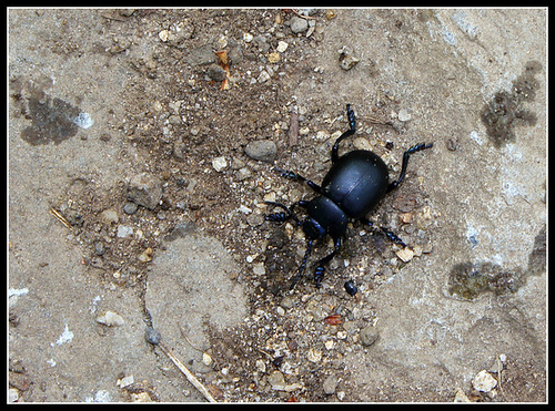 Timarcha tenebricosa