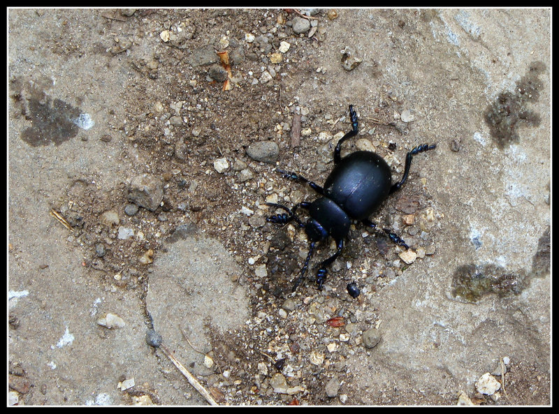Timarcha tenebricosa