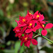 Epidendrum