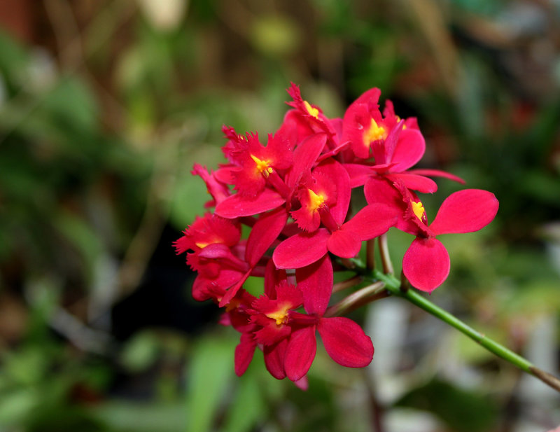 Epidendrum