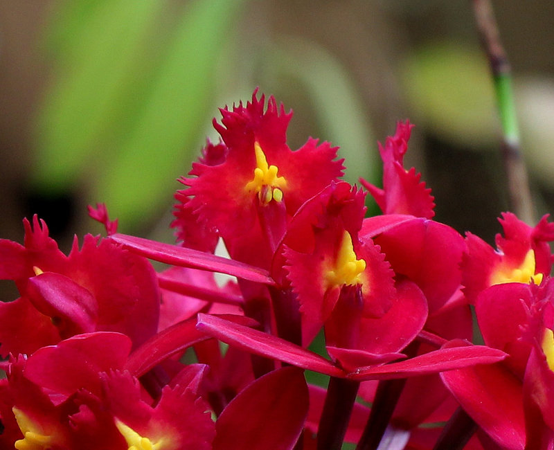 Epidendrum (2)