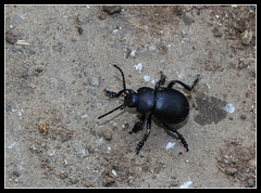 Timarcha tenebricosa