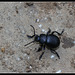 Timarcha tenebricosa
