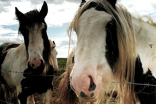 Hackpen Horses