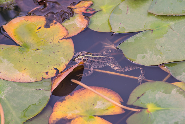 BESANCON: Grenouille verte ( Pelophylax lessonae)- 02