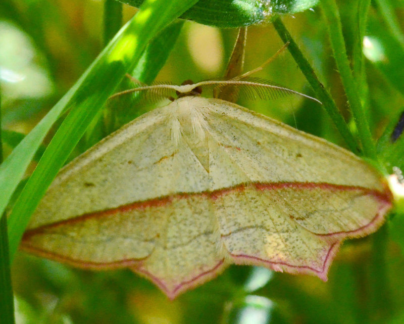 Blood Vein Timandra comae moth