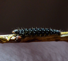 Timothy Tortrix - Aphelia paleana