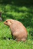 Black-Tailed Prairie Marmot