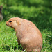 Black-Tailed Prairie Marmot