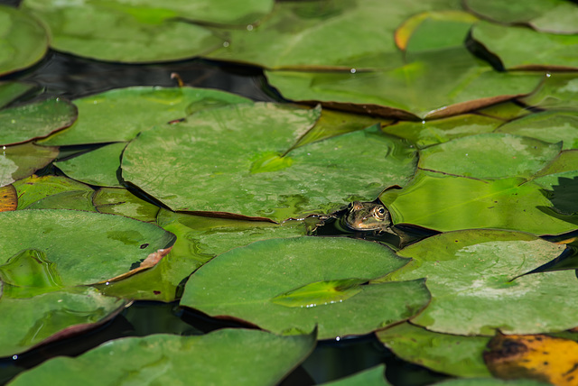 BESANCON: Grenouille verte ( Pelophylax lessonae)- 08