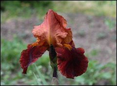 Iris Natchez Trace