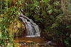 Inside the atlantic rain forest.