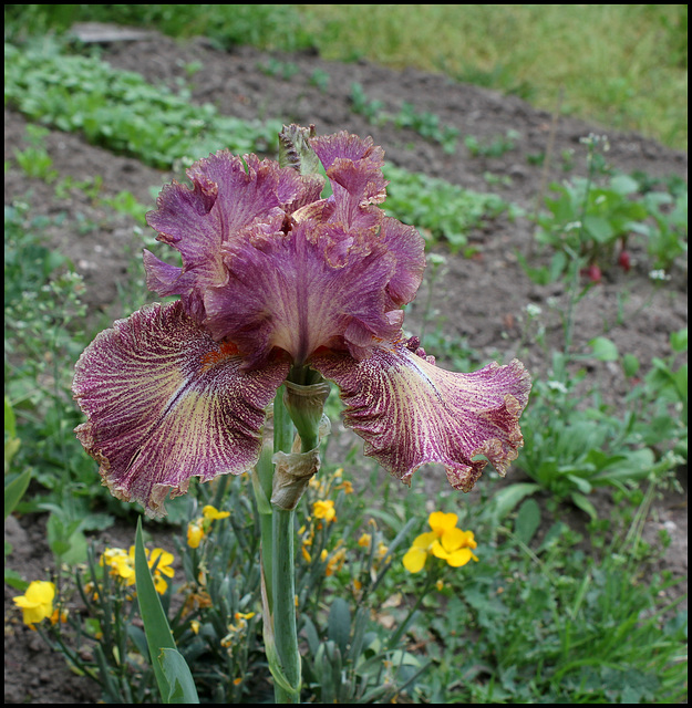 Iris Queen in Calico