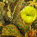 Yellow Cactus Bloom