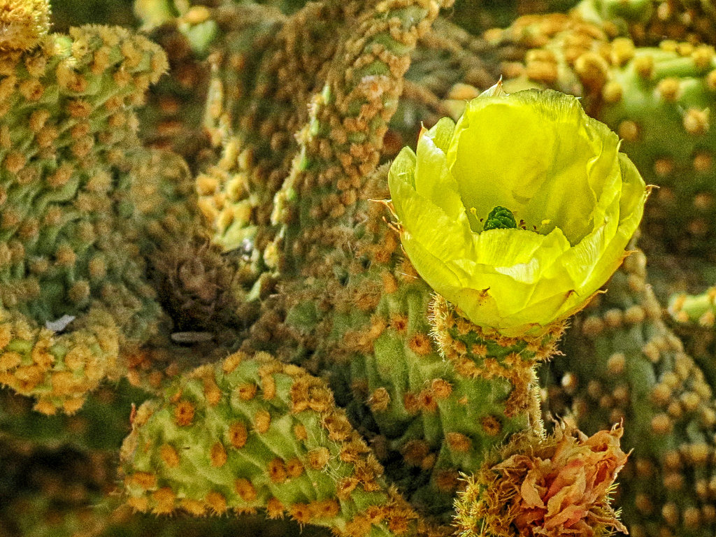 Yellow Cactus Bloom