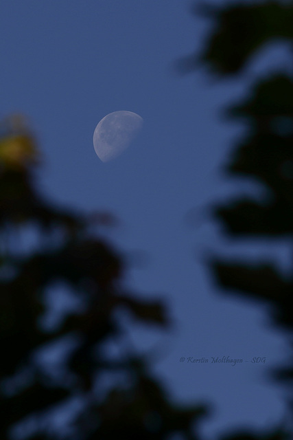 Mond im Baum