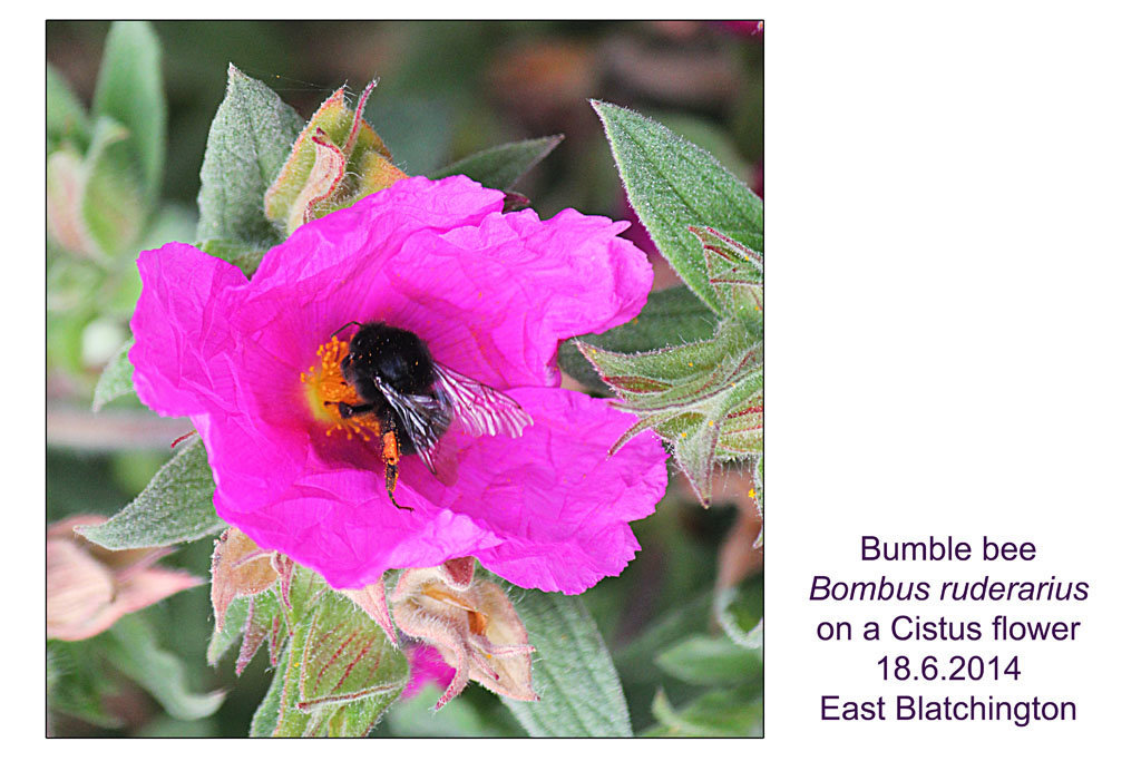 Bombus ruderarius on Cistus - 18.6.2014