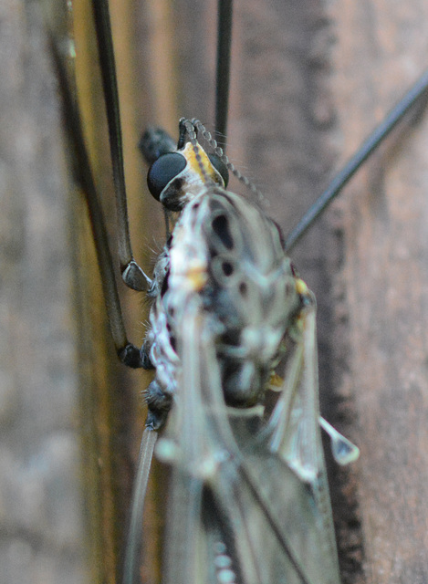 Same fly, closer view