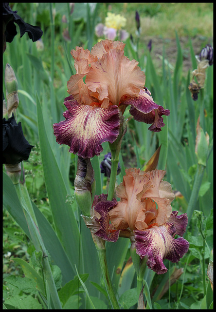 Iris Secret Melody