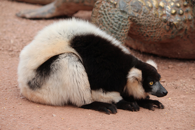 Black and White Ruffed Lemur