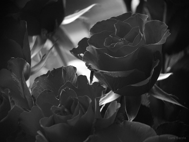 Gray roses...