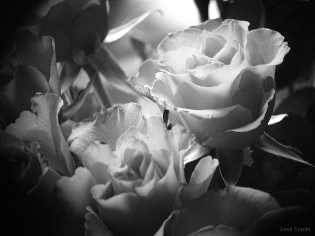 White roses