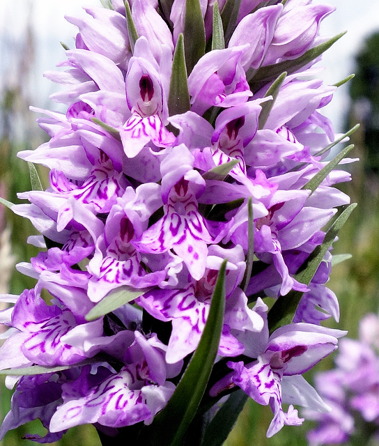 Orchidaceae.