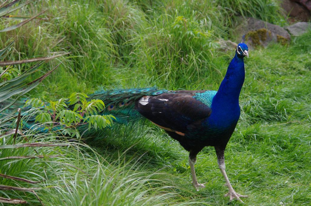 Parc aux oiseaux Villard les Dombes