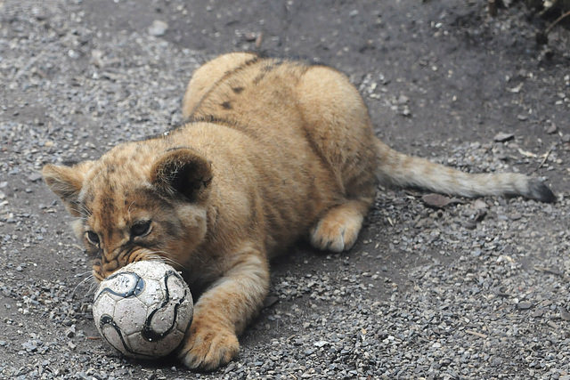 I am your goalkeeper!