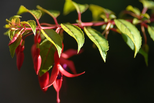 Fuschia