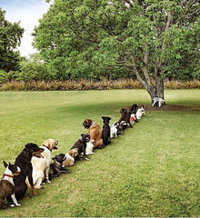 Voilà ce qui arrive lorsque l’on coupe trop d’arbres !