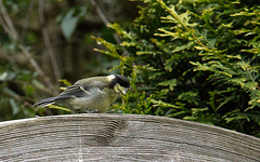 20140512 3103VRAw [D~LIP] Kohlmeise (Parus major), Bad Salzuflen