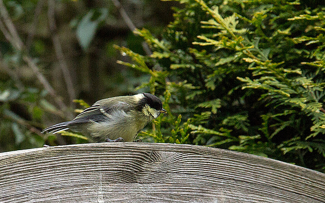 20140512 3103VRAw [D~LIP] Kohlmeise (Parus major), Bad Salzuflen