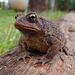 Mr Toad