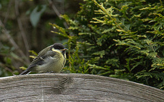 20140512 3101VRAw [D~LIP] Kohlmeise (Parus major) [JK], Bad Salzuflen