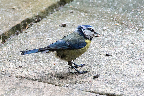 20140515 3265VRAw [D~LIP] Blaumeise (Cyanistes caeruleus), Bad Salzuflen