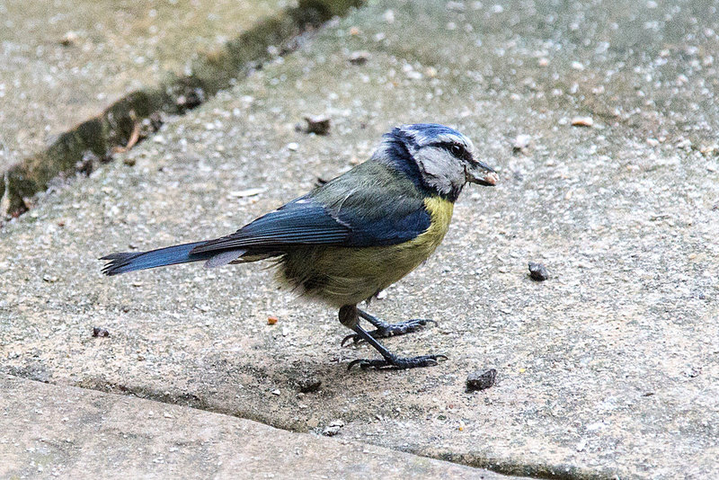 20140515 3265VRAw [D~LIP] Blaumeise (Cyanistes caeruleus), Bad Salzuflen