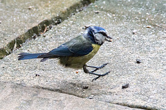 20140515 3264VRAw [D~LIP] Blaumeise (Cyanistes caeruleus), Bad Salzuflen