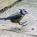 20140515 3264VRAw [D~LIP] Blaumeise (Cyanistes caeruleus), Bad Salzuflen