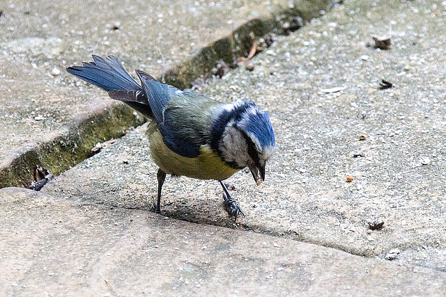 20140515 3263VRAw [D~LIP] Blaumeise (Cyanistes caeruleus), Bad Salzuflen