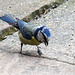 20140515 3263VRAw [D~LIP] Blaumeise (Cyanistes caeruleus), Bad Salzuflen