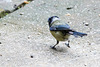 20140515 3260VRAw [D~LIP] Blaumeise (Cyanistes caeruleus), Bad Salzuflen