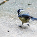 20140515 3260VRAw [D~LIP] Blaumeise (Cyanistes caeruleus), Bad Salzuflen